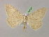  ( - BC ZSM Lep 08535)  @13 [ ] CreativeCommons - Attribution Non-Commercial Share-Alike (2010) Unspecified SNSB, Zoologische Staatssammlung Muenchen