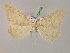  ( - BC ZSM Lep 08536)  @13 [ ] CreativeCommons - Attribution Non-Commercial Share-Alike (2010) Unspecified SNSB, Zoologische Staatssammlung Muenchen