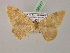  ( - BC ZSM Lep 08557)  @12 [ ] CreativeCommons - Attribution Non-Commercial Share-Alike (2010) Unspecified SNSB, Zoologische Staatssammlung Muenchen