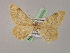  ( - BC ZSM Lep 08558)  @12 [ ] CreativeCommons - Attribution Non-Commercial Share-Alike (2010) Unspecified SNSB, Zoologische Staatssammlung Muenchen