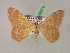  ( - BC ZSM Lep 08570)  @13 [ ] CreativeCommons - Attribution Non-Commercial Share-Alike (2010) Unspecified SNSB, Zoologische Staatssammlung Muenchen