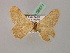  ( - BC ZSM Lep 08571)  @12 [ ] CreativeCommons - Attribution Non-Commercial Share-Alike (2010) Unspecified SNSB, Zoologische Staatssammlung Muenchen