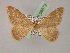  ( - BC ZSM Lep 08572)  @12 [ ] CreativeCommons - Attribution Non-Commercial Share-Alike (2010) Unspecified SNSB, Zoologische Staatssammlung Muenchen