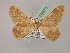  ( - BC ZSM Lep 08573)  @12 [ ] CreativeCommons - Attribution Non-Commercial Share-Alike (2010) Unspecified SNSB, Zoologische Staatssammlung Muenchen