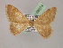  ( - BC ZSM Lep 08574)  @12 [ ] CreativeCommons - Attribution Non-Commercial Share-Alike (2010) Unspecified SNSB, Zoologische Staatssammlung Muenchen