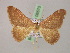  ( - BC ZSM Lep 08575)  @12 [ ] CreativeCommons - Attribution Non-Commercial Share-Alike (2010) Unspecified SNSB, Zoologische Staatssammlung Muenchen