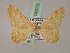  ( - BC ZSM Lep 08576)  @12 [ ] CreativeCommons - Attribution Non-Commercial Share-Alike (2010) Unspecified SNSB, Zoologische Staatssammlung Muenchen