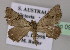  ( - BC ZSM Lep 09636)  @13 [ ] CreativeCommons - Attribution Non-Commercial Share-Alike (2010) Unspecified SNSB, Zoologische Staatssammlung Muenchen