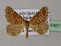  ( - BC ZSM Lep 09671)  @12 [ ] CreativeCommons - Attribution Non-Commercial Share-Alike (2010) Unspecified SNSB, Zoologische Staatssammlung Muenchen