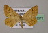  ( - BC ZSM Lep 09677)  @11 [ ] CreativeCommons - Attribution Non-Commercial Share-Alike (2010) Unspecified SNSB, Zoologische Staatssammlung Muenchen