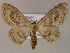  ( - BC ZSM Lep 09685)  @14 [ ] CreativeCommons - Attribution Non-Commercial Share-Alike (2010) Unspecified SNSB, Zoologische Staatssammlung Muenchen