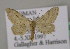  (Scopula larseni - BC ZSM Lep 09688)  @14 [ ] CreativeCommons - Attribution Non-Commercial Share-Alike (2010) Unspecified SNSB, Zoologische Staatssammlung Muenchen