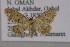  (Idaea eremica - BC ZSM Lep 09695)  @13 [ ] CreativeCommons - Attribution Non-Commercial Share-Alike (2010) Unspecified SNSB, Zoologische Staatssammlung Muenchen