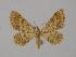  (Idaea manicaria - BC ZSM Lep 11437)  @13 [ ] CreativeCommons - Attribution Non-Commercial Share-Alike (2010) Unspecified SNSB, Zoologische Staatssammlung Muenchen
