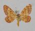  (Idaea erubescens - BC ZSM Lep 11438)  @13 [ ] CreativeCommons - Attribution Non-Commercial Share-Alike (2010) Unspecified SNSB, Zoologische Staatssammlung Muenchen