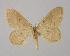  (Idaea rufariaAH01 - BC ZSM Lep 11439)  @13 [ ] CreativeCommons - Attribution Non-Commercial Share-Alike (2010) Unspecified SNSB, Zoologische Staatssammlung Muenchen