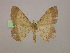  ( - BC ZSM Lep 16436)  @14 [ ] CreativeCommons - Attribution Non-Commercial Share-Alike (2010) Unspecified SNSB, Zoologische Staatssammlung Muenchen