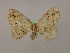  ( - BC ZSM Lep 16457)  @14 [ ] CreativeCommons - Attribution Non-Commercial Share-Alike (2010) Unspecified SNSB, Zoologische Staatssammlung Muenchen