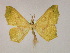  (Traminda neptunariaAH02Et - BC ZSM Lep 16458)  @14 [ ] CreativeCommons - Attribution Non-Commercial Share-Alike (2010) Unspecified SNSB, Zoologische Staatssammlung Muenchen