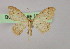  (Scopula AH02Et - BC ZSM Lep 16462)  @14 [ ] CreativeCommons - Attribution Non-Commercial Share-Alike (2010) Unspecified SNSB, Zoologische Staatssammlung Muenchen