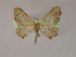  ( - BC ZSM Lep 16471)  @13 [ ] CreativeCommons - Attribution Non-Commercial Share-Alike (2010) Unspecified SNSB, Zoologische Staatssammlung Muenchen