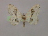  ( - BC ZSM Lep 16480)  @13 [ ] CreativeCommons - Attribution Non-Commercial Share-Alike (2010) Unspecified SNSB, Zoologische Staatssammlung Muenchen