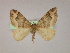  ( - BC ZSM Lep 16483)  @12 [ ] CreativeCommons - Attribution Non-Commercial Share-Alike (2010) Unspecified SNSB, Zoologische Staatssammlung Muenchen