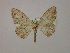  (Somatina AH03Et - BC ZSM Lep 16488)  @14 [ ] CreativeCommons - Attribution Non-Commercial Share-Alike (2010) Unspecified SNSB, Zoologische Staatssammlung Muenchen