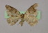  ( - BC ZSM Lep 16494)  @12 [ ] CreativeCommons - Attribution Non-Commercial Share-Alike (2010) Unspecified SNSB, Zoologische Staatssammlung Muenchen