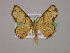  (Nematocampa AM05Br - BC ZSM Lep 17083)  @14 [ ] CreativeCommons - Attribution Non-Commercial Share-Alike (2010) Unspecified SNSB, Zoologische Staatssammlung Muenchen