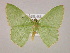  (Nemoria xaliriaAM01Br - BC ZSM Lep 17094)  @11 [ ] CreativeCommons - Attribution Non-Commercial Share-Alike (2010) Unspecified SNSB, Zoologische Staatssammlung Muenchen