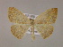  ( - BC ZSM Lep 17095)  @11 [ ] CreativeCommons - Attribution Non-Commercial Share-Alike (2010) Unspecified SNSB, Zoologische Staatssammlung Muenchen
