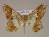  ( - BC ZSM Lep 17115)  @11 [ ] CreativeCommons - Attribution Non-Commercial Share-Alike (2010) Unspecified SNSB, Zoologische Staatssammlung Muenchen