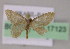  (Idaea recrinitaAM01Br - BC ZSM Lep 17123)  @11 [ ] CreativeCommons - Attribution Non-Commercial Share-Alike (2010) Unspecified SNSB, Zoologische Staatssammlung Muenchen