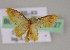  ( - BC ZSM Lep 17127)  @11 [ ] CreativeCommons - Attribution Non-Commercial Share-Alike (2010) Unspecified SNSB, Zoologische Staatssammlung Muenchen