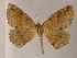  ( - BC ZSM Lep 17138)  @13 [ ] CreativeCommons - Attribution Non-Commercial Share-Alike (2010) Unspecified SNSB, Zoologische Staatssammlung Muenchen