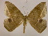  (Oxydia sociataAH05PePr - BC ZSM Lep 17145)  @14 [ ] CreativeCommons - Attribution Non-Commercial Share-Alike (2010) Unspecified SNSB, Zoologische Staatssammlung Muenchen