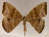  (Oxydia bilineaAH03Pe - BC ZSM Lep 17146)  @13 [ ] CreativeCommons - Attribution Non-Commercial Share-Alike (2010) Unspecified SNSB, Zoologische Staatssammlung Muenchen