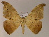  ( - BC ZSM Lep 17148)  @11 [ ] CreativeCommons - Attribution Non-Commercial Share-Alike (2010) Unspecified SNSB, Zoologische Staatssammlung Muenchen