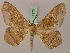  (Miantochora MS01Tz - BC ZSM Lep 17170)  @11 [ ] CreativeCommons - Attribution Non-Commercial Share-Alike (2010) Unspecified SNSB, Zoologische Staatssammlung Muenchen