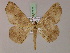  ( - BC ZSM Lep 17171)  @11 [ ] CreativeCommons - Attribution Non-Commercial Share-Alike (2010) Unspecified SNSB, Zoologische Staatssammlung Muenchen
