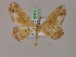  ( - BC ZSM Lep 17172)  @11 [ ] CreativeCommons - Attribution Non-Commercial Share-Alike (2010) Unspecified SNSB, Zoologische Staatssammlung Muenchen