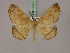  ( - BC ZSM Lep 17173)  @11 [ ] CreativeCommons - Attribution Non-Commercial Share-Alike (2010) Unspecified SNSB, Zoologische Staatssammlung Muenchen