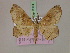  ( - BC ZSM Lep 17174)  @11 [ ] CreativeCommons - Attribution Non-Commercial Share-Alike (2010) Unspecified SNSB, Zoologische Staatssammlung Muenchen