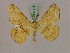  (Miantochora gumppenbergiMS01Tz - BC ZSM Lep 17175)  @11 [ ] CreativeCommons - Attribution Non-Commercial Share-Alike (2010) Unspecified SNSB, Zoologische Staatssammlung Muenchen