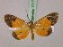  ( - BC ZSM Lep 17176)  @11 [ ] CreativeCommons - Attribution Non-Commercial Share-Alike (2010) Unspecified SNSB, Zoologische Staatssammlung Muenchen