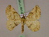  ( - BC ZSM Lep 17188)  @13 [ ] CreativeCommons - Attribution Non-Commercial Share-Alike (2010) Unspecified SNSB, Zoologische Staatssammlung Muenchen
