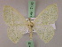  ( - BC ZSM Lep 17196)  @14 [ ] CreativeCommons - Attribution Non-Commercial Share-Alike (2010) Unspecified SNSB, Zoologische Staatssammlung Muenchen