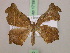  ( - BC ZSM Lep 17199)  @12 [ ] CreativeCommons - Attribution Non-Commercial Share-Alike (2010) Unspecified SNSB, Zoologische Staatssammlung Muenchen