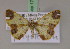  ( - BC ZSM Lep 17214)  @11 [ ] CreativeCommons - Attribution Non-Commercial Share-Alike (2010) Unspecified SNSB, Zoologische Staatssammlung Muenchen